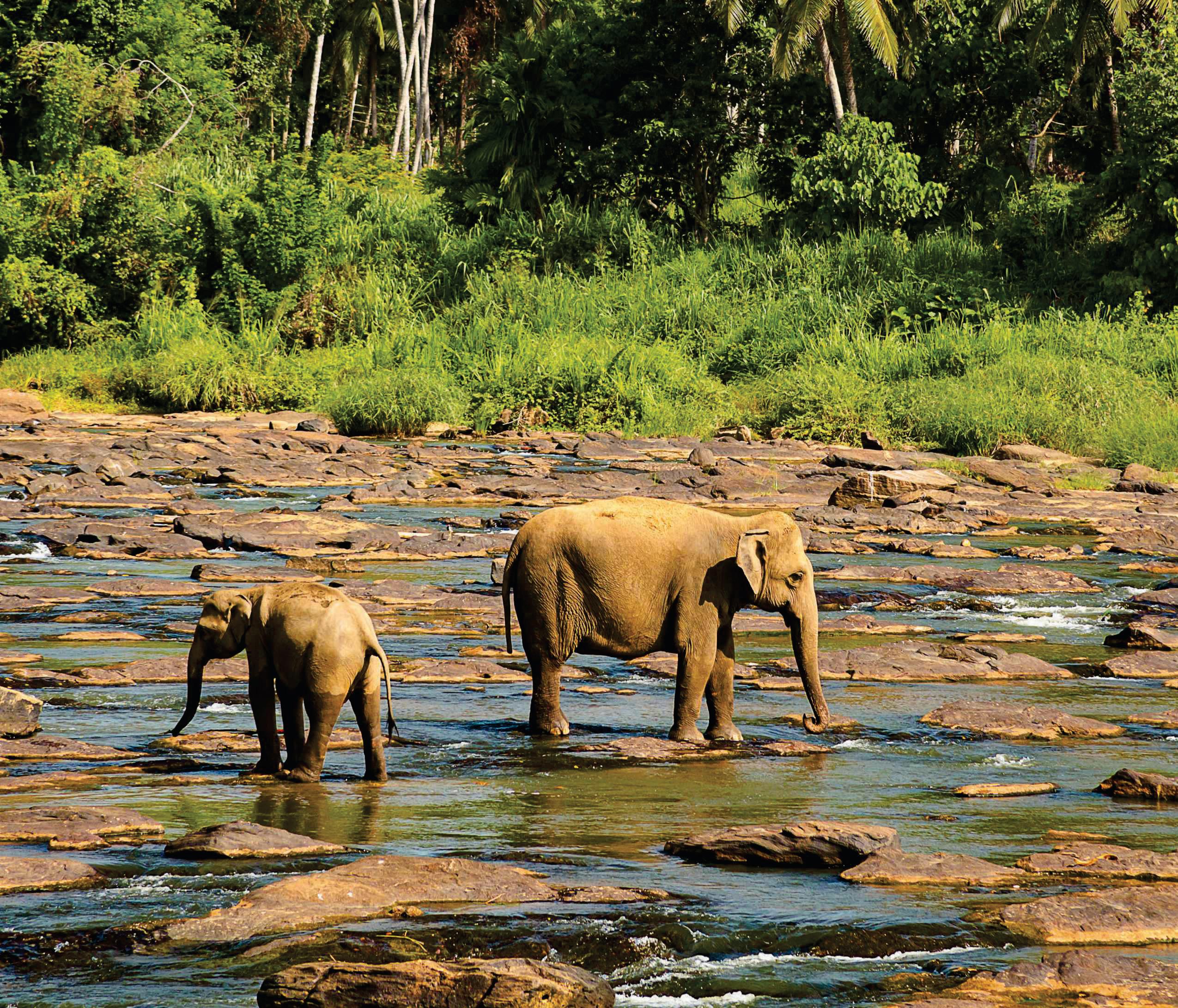 Can animals predict natural disasters?