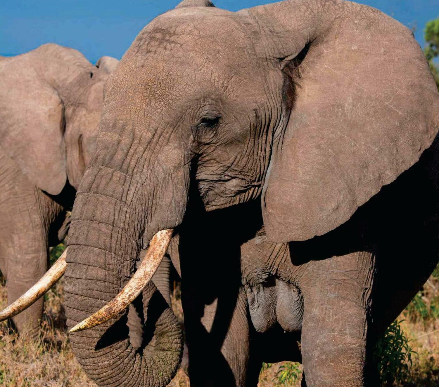 "I was terrified the elephant would ram us"