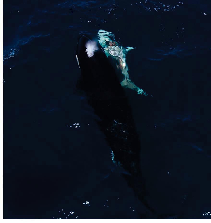 Orcas killing young sharks