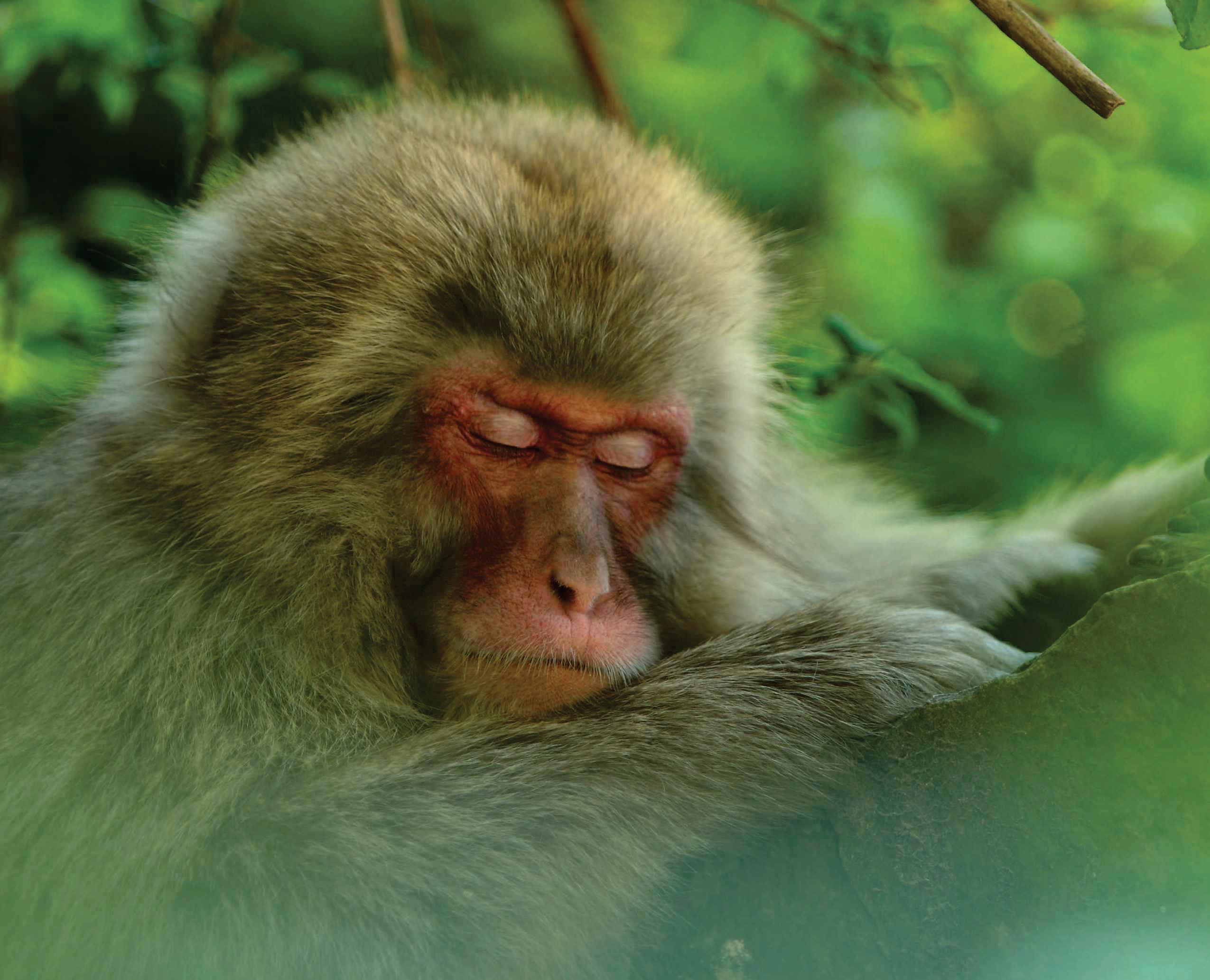 Are animals able to dream?