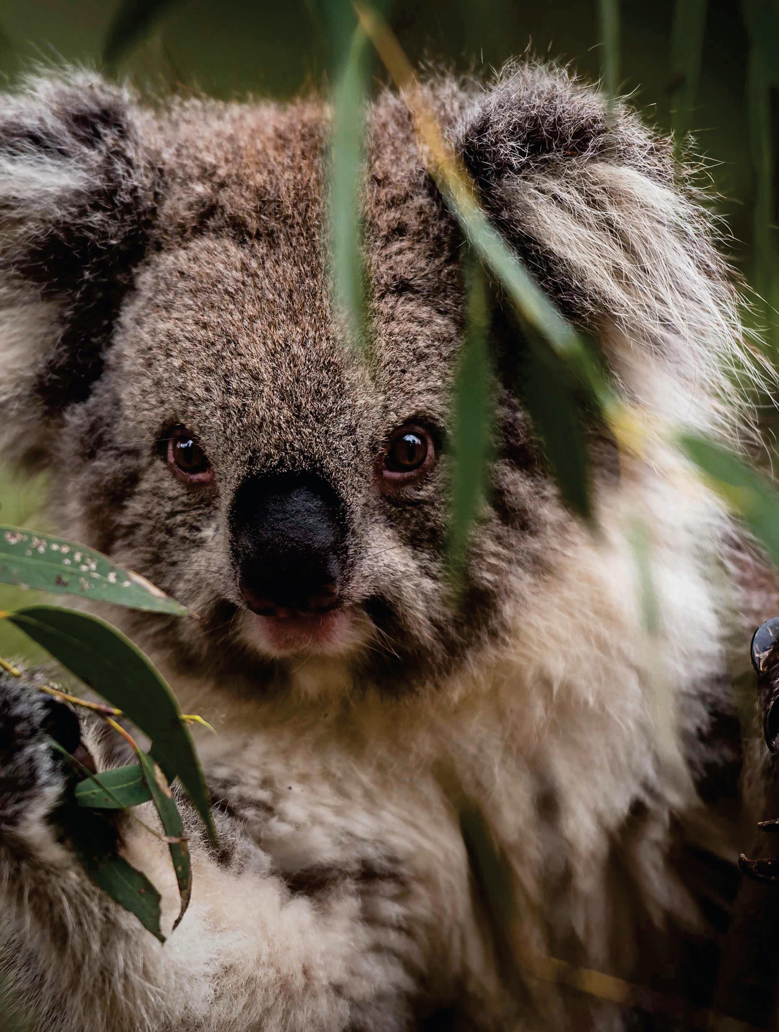THE KOALA PARADOX