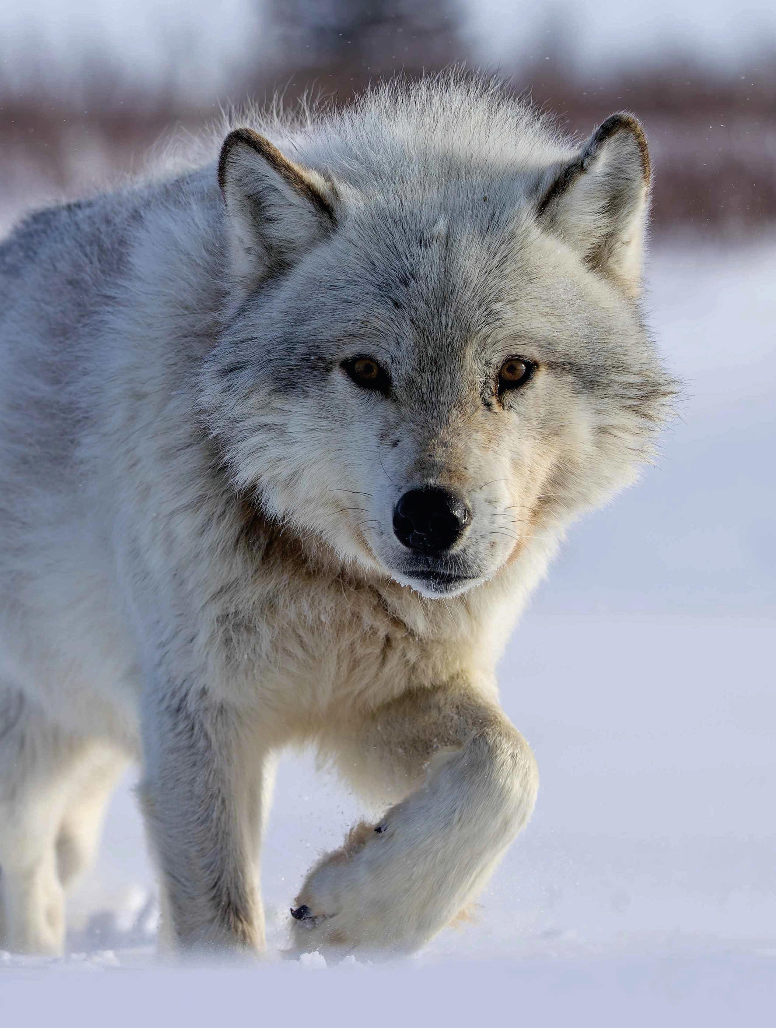 WALKING WITH WOLVES