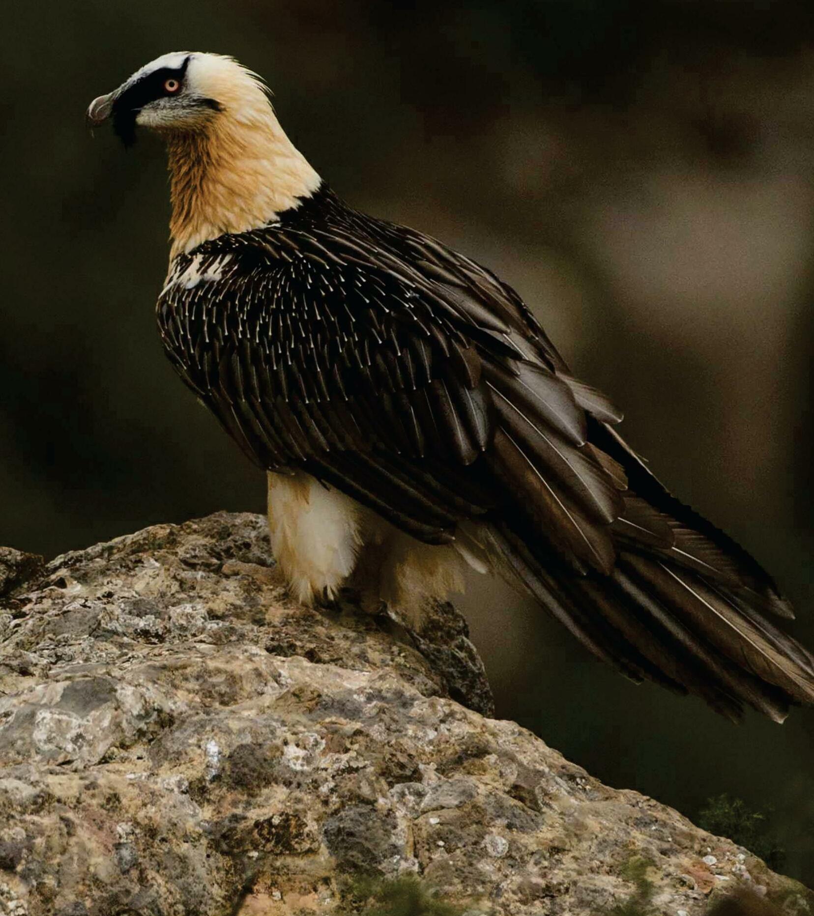 Vulture nests act as time capsules