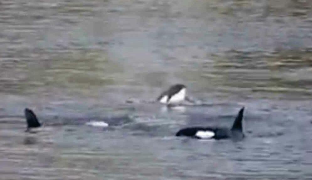 Orca manoeuvres
