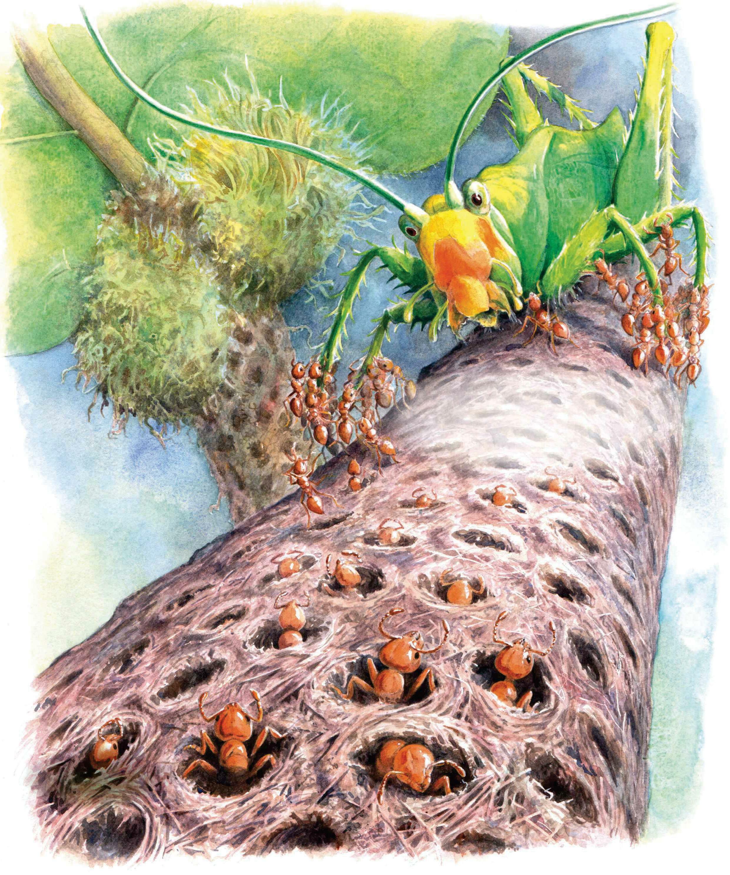 ANTS INVASION