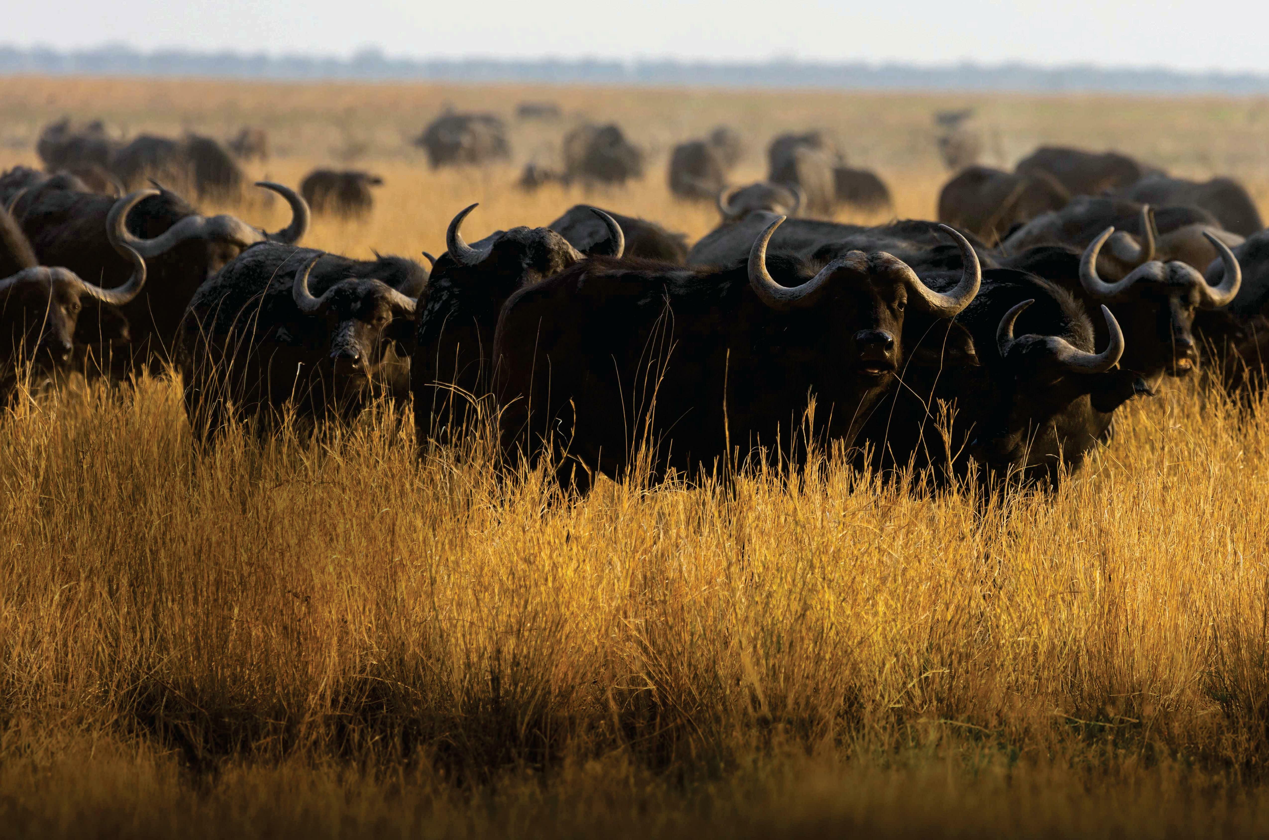 BUFFALO BEDLAM