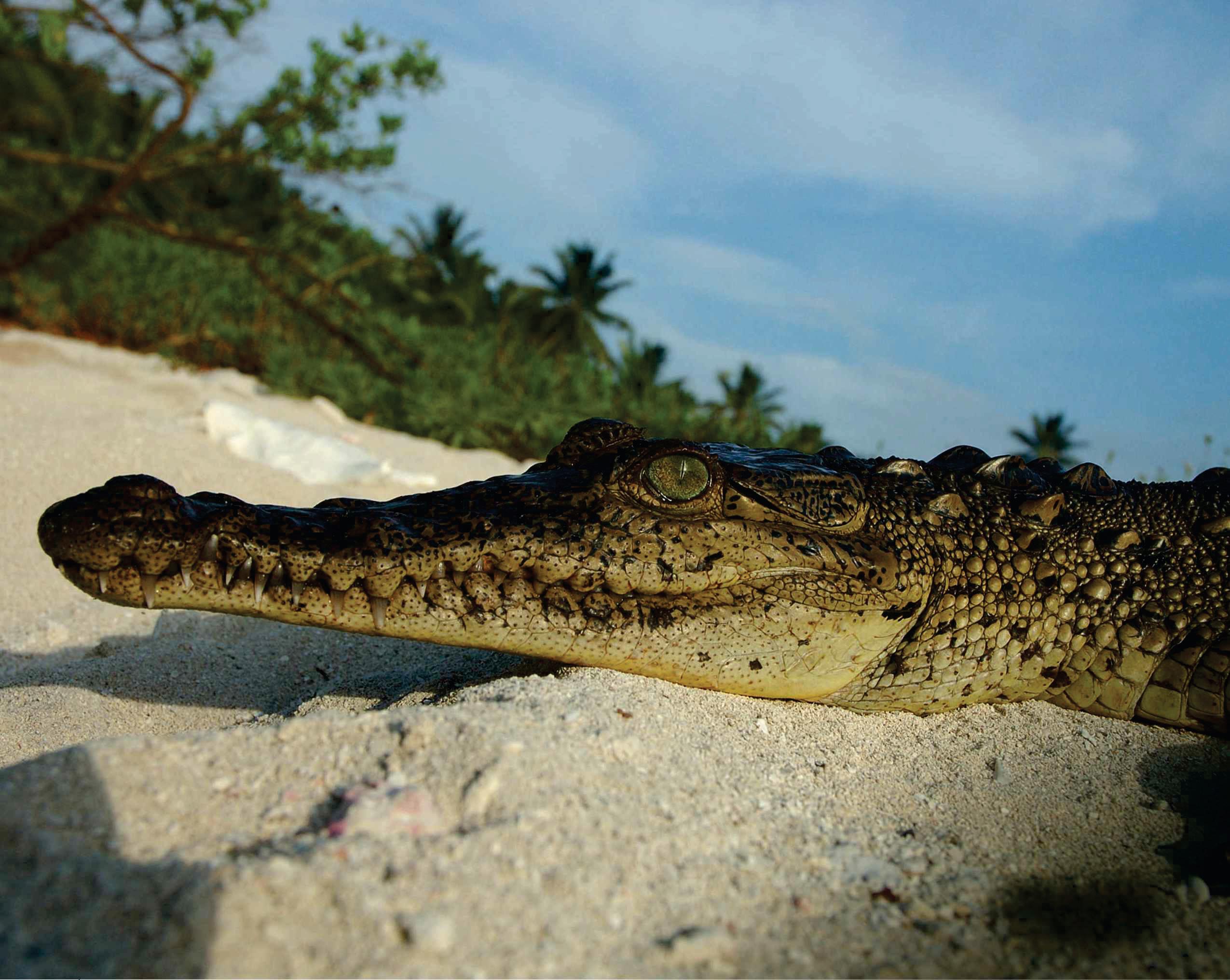 Why do some species sunbathe?