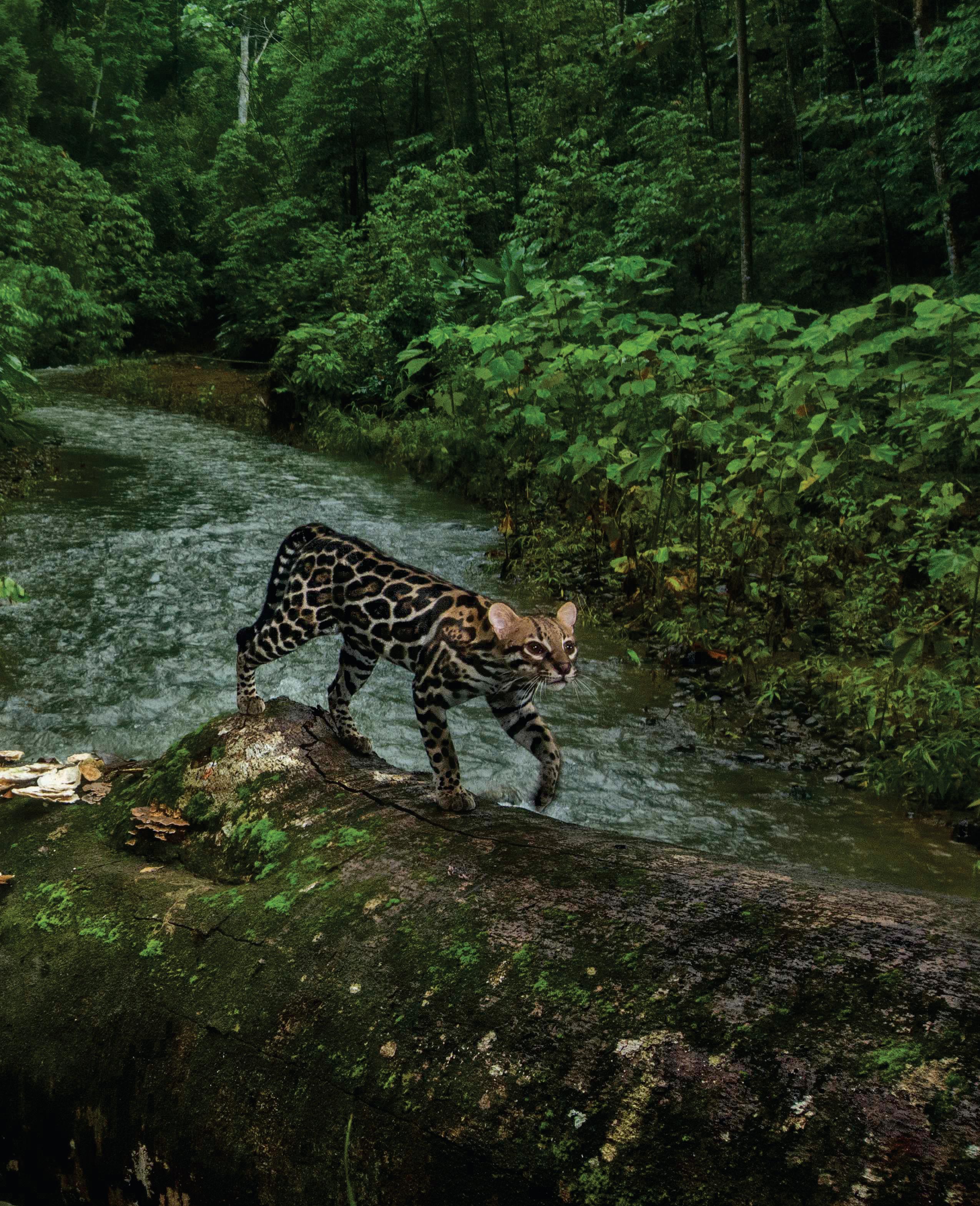 Wild cats split resources