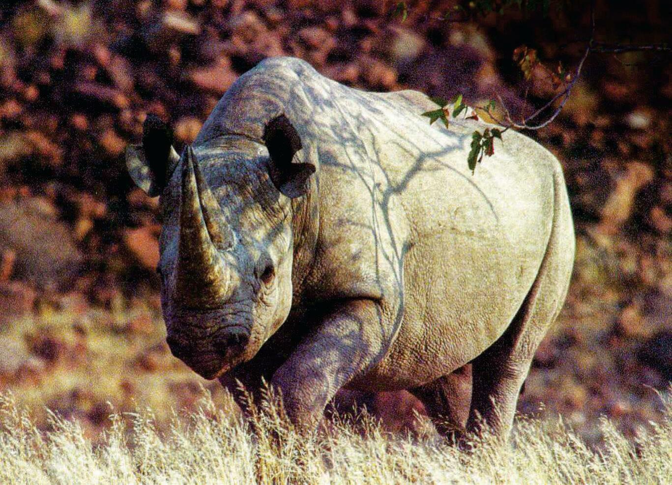 Rhino conservation