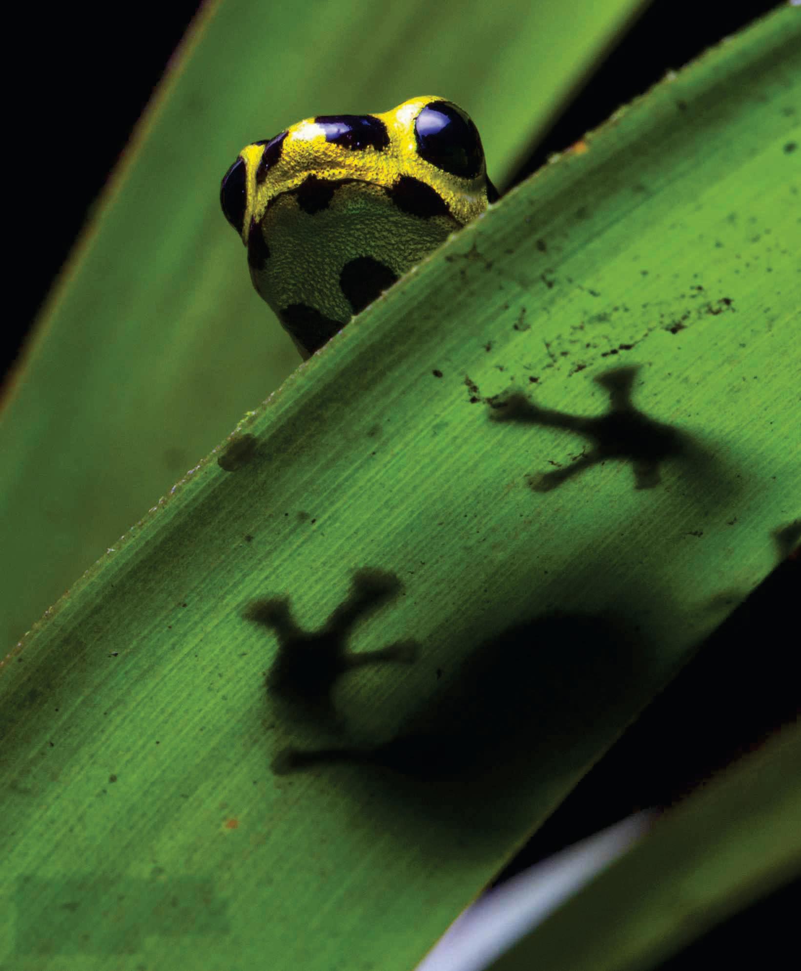 Which species mimic others?