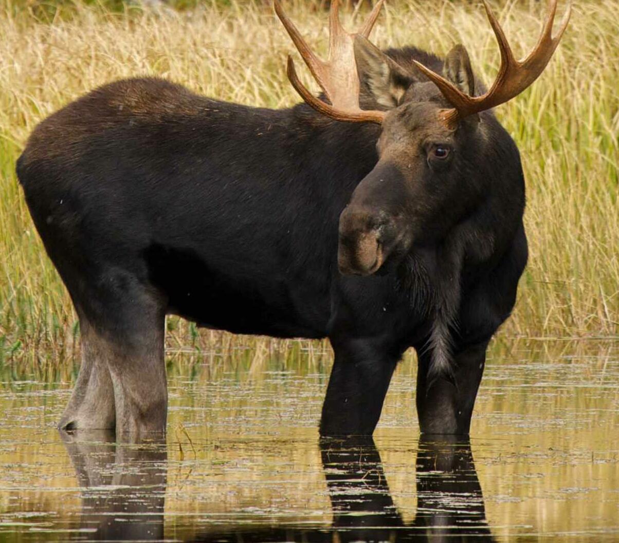 "The hooves pounded up the trail behind us"