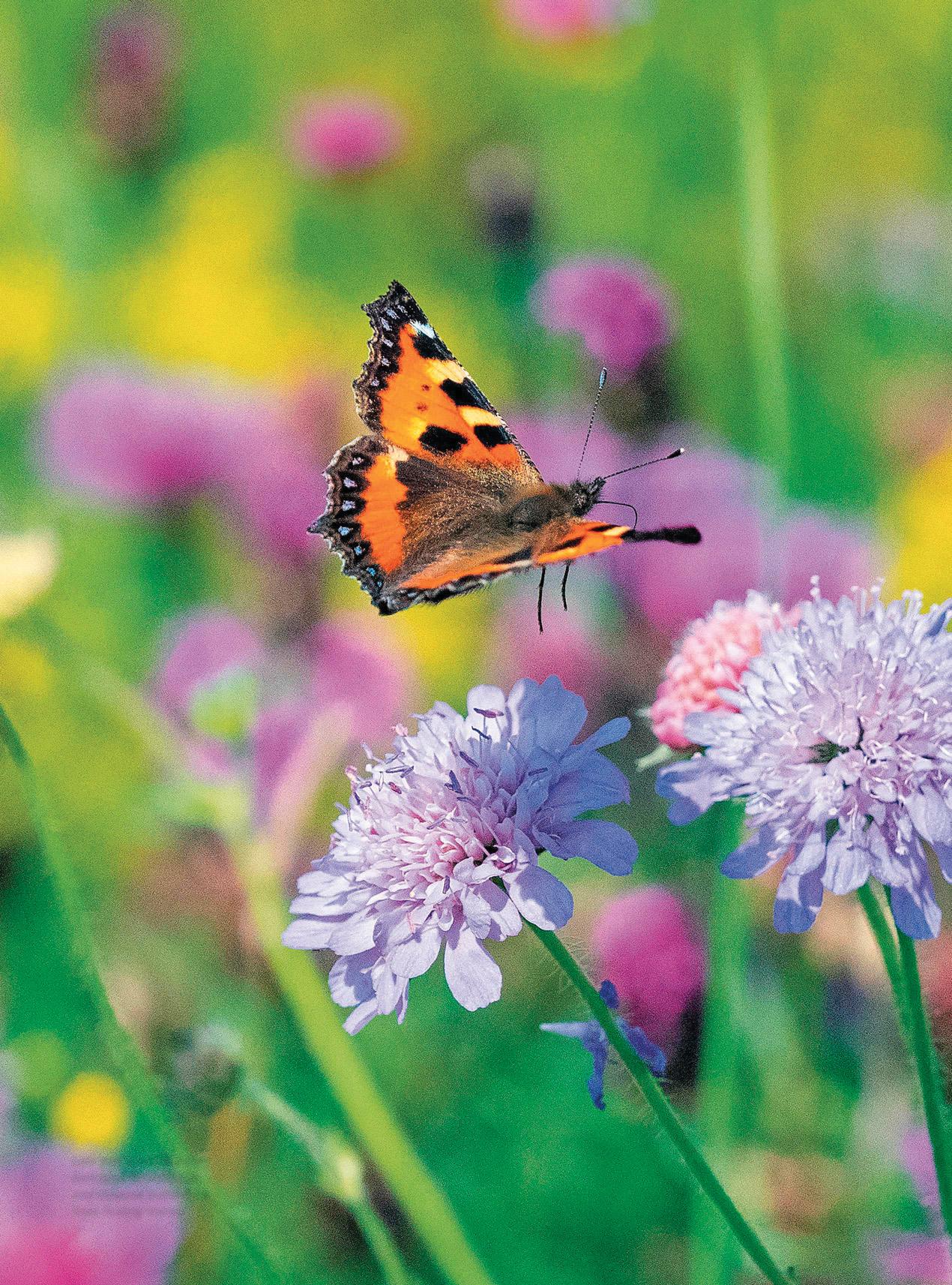 Act now for wildlife