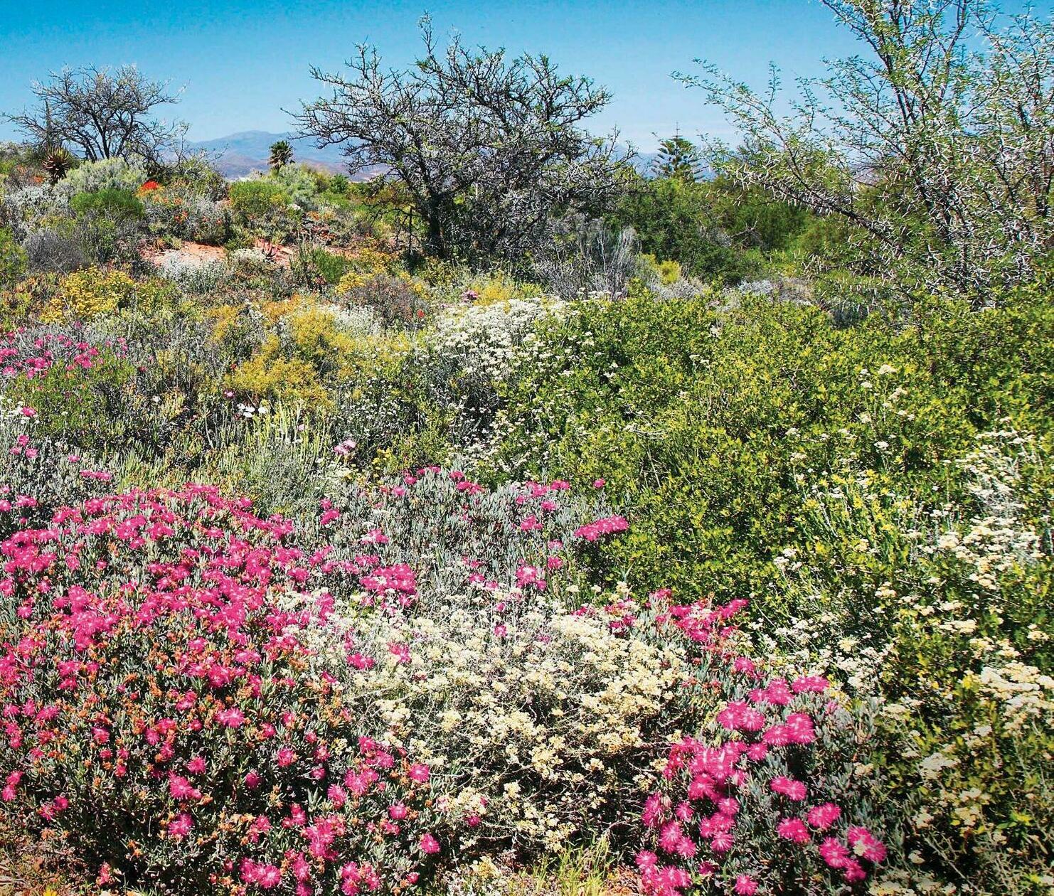 Garden globetrotting: Western Cape
