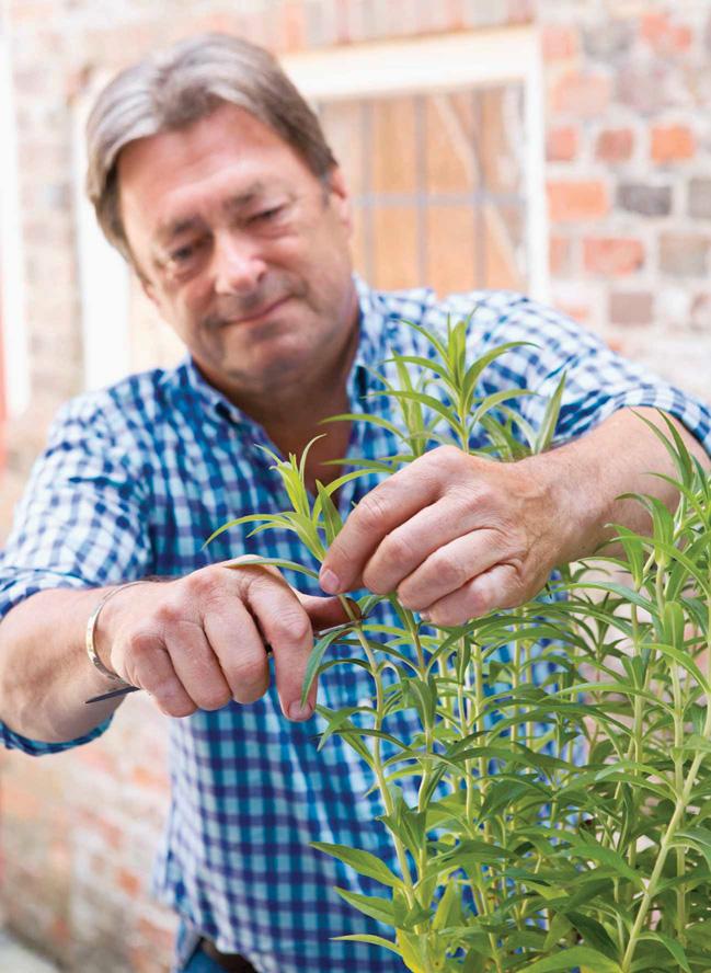 Make more penstemons