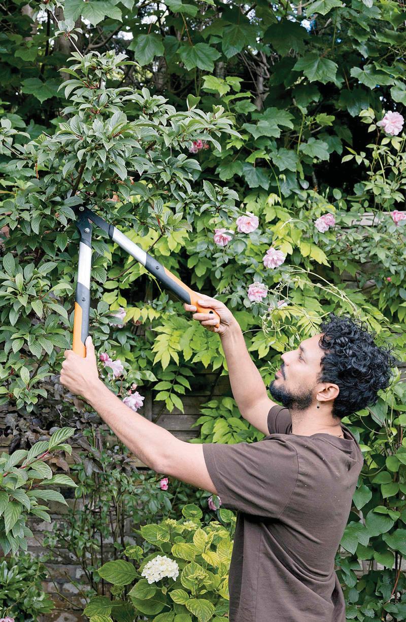 Shape up your viburnum