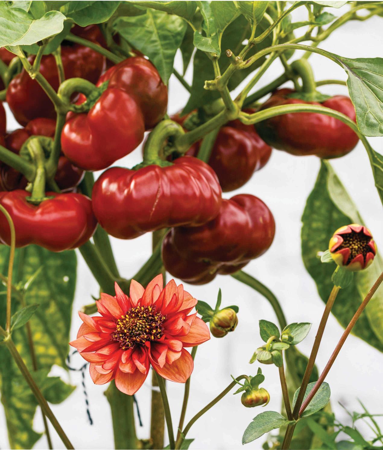 The art of crops in pots