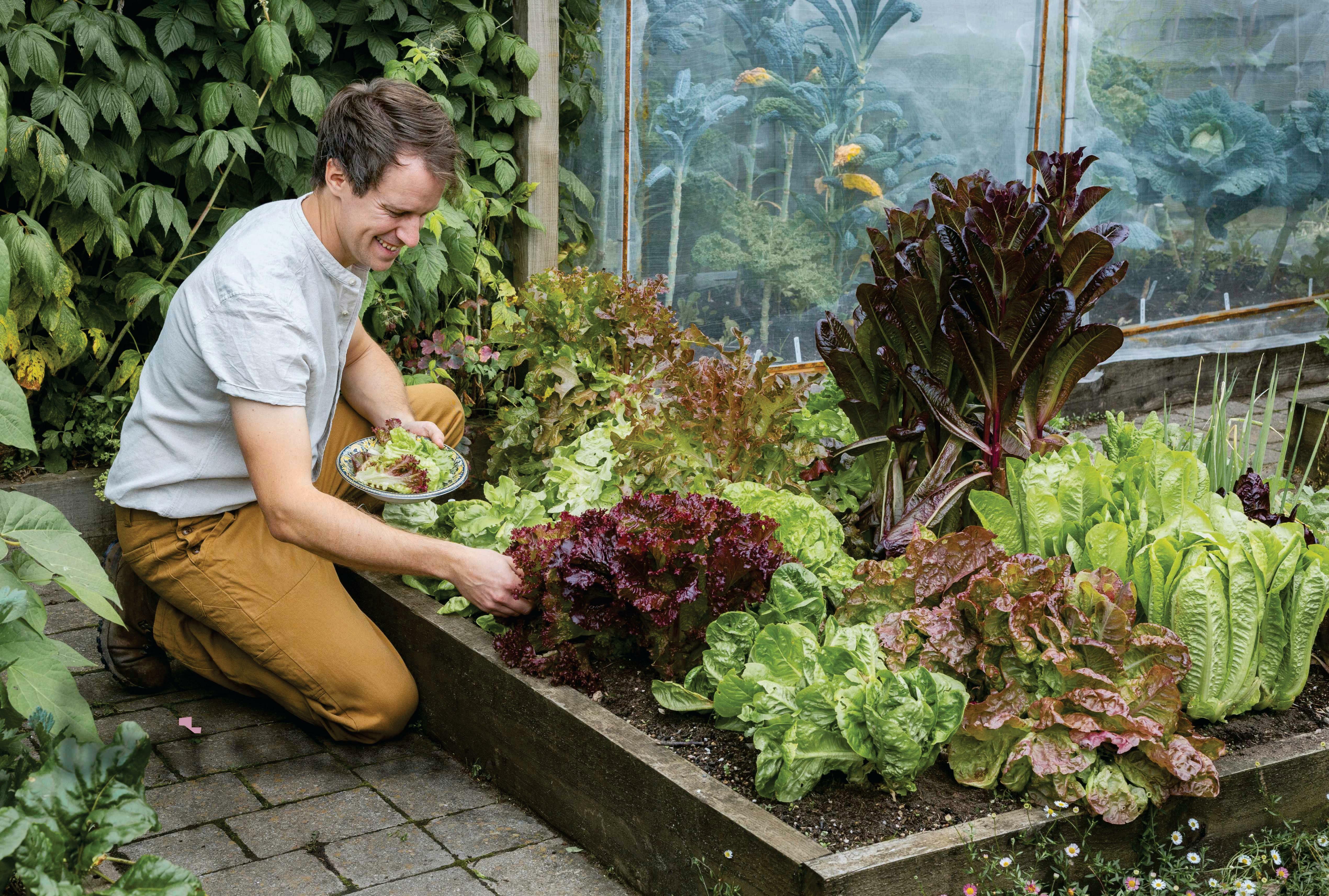 How to grow the best salads