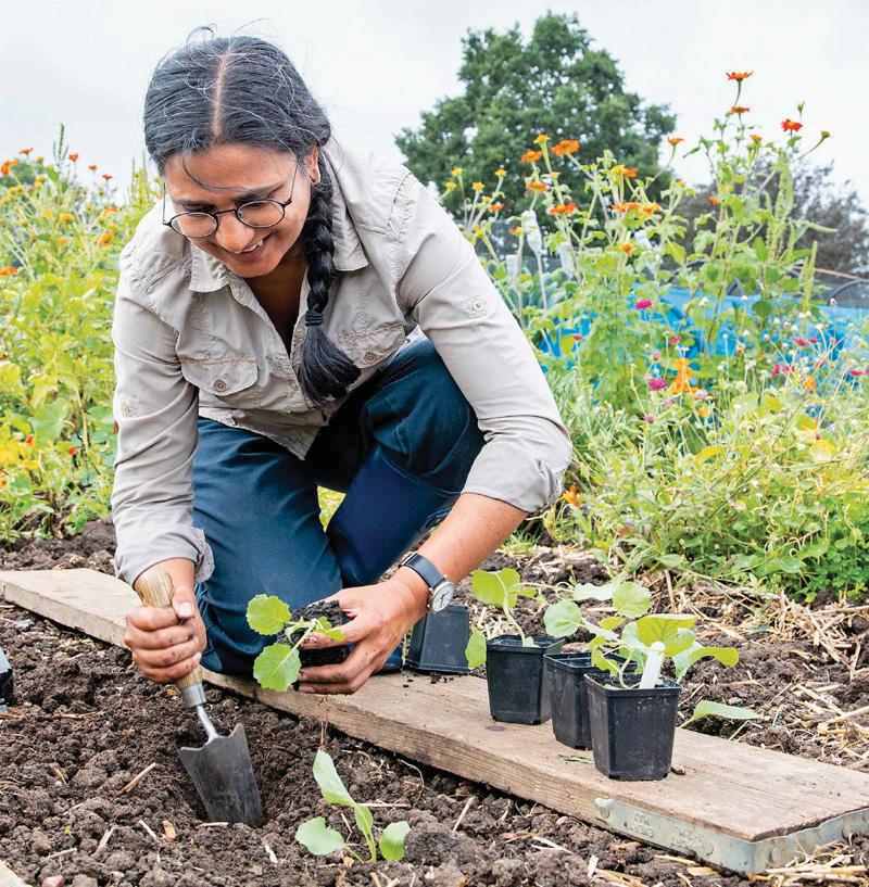 Plant out spring cabbages