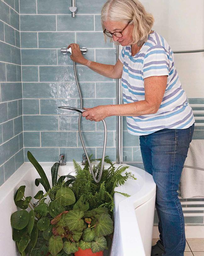 Holiday care for house plants