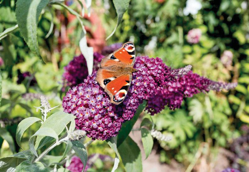 Plant late-season flowers