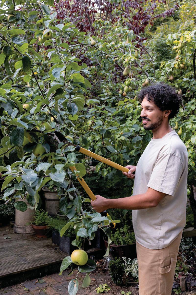 Trim overgrown apple trees