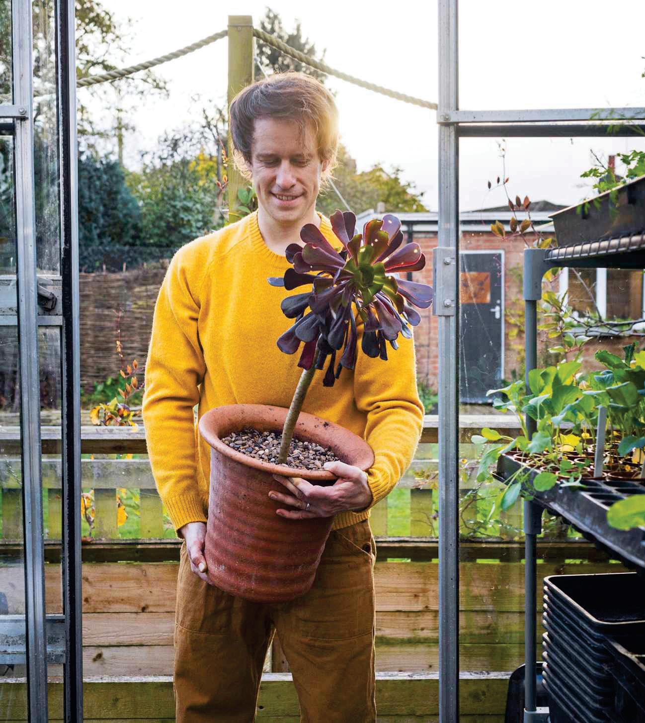 Move succulents undercover