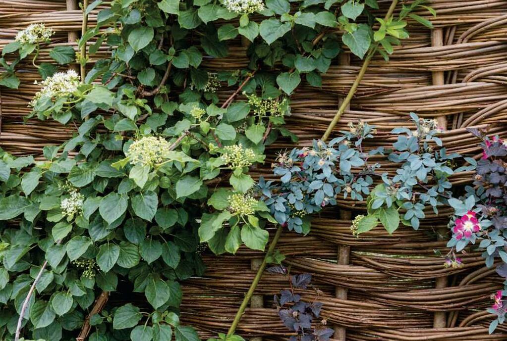 Gardeners' Question Time