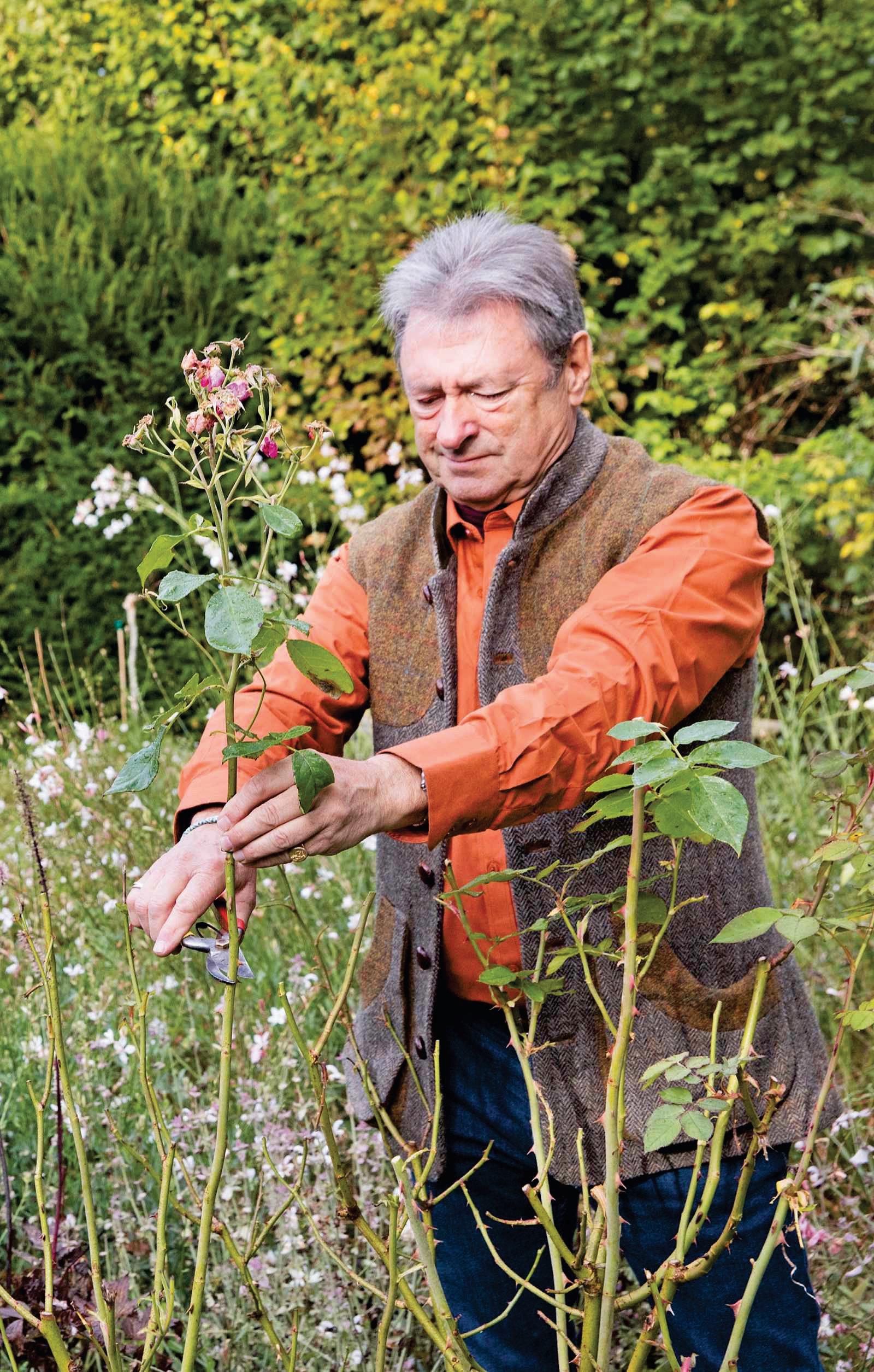 Reduce the height of roses