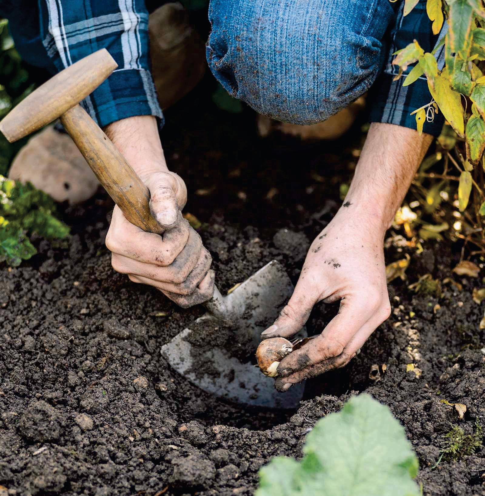 Plant daffodils in borders