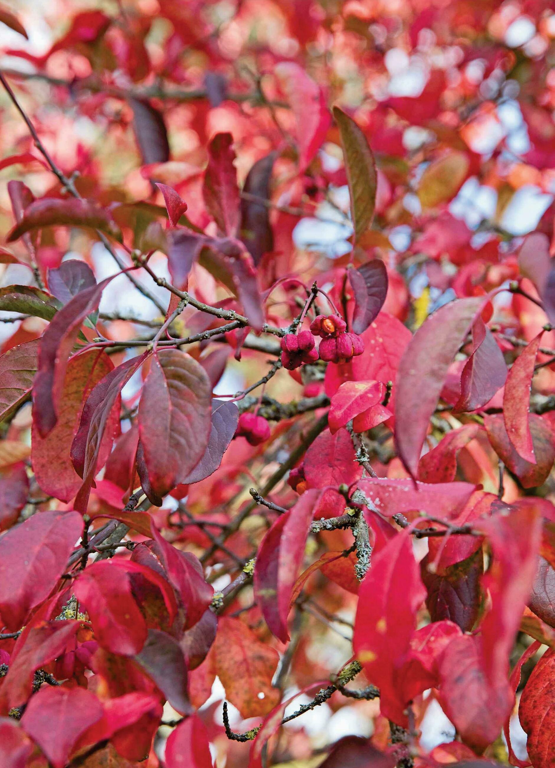 Expert's choice Euonymus
