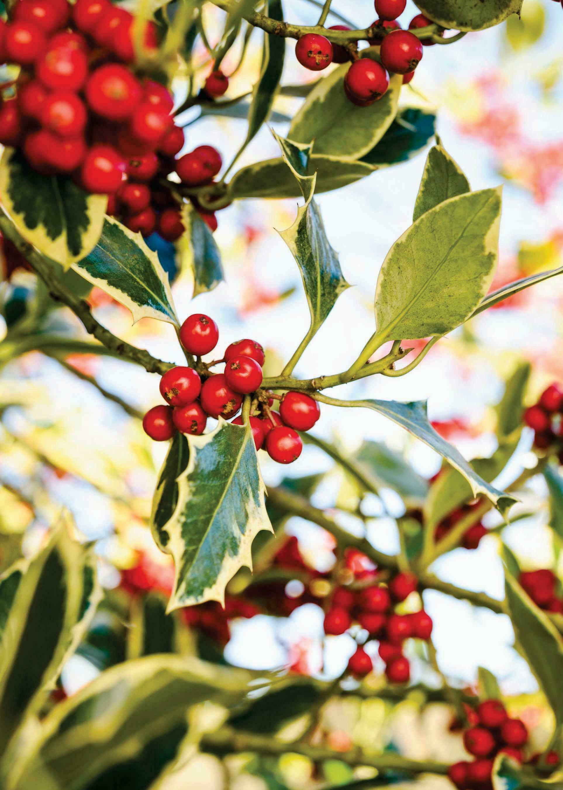 Expert's choice Variegated hollies