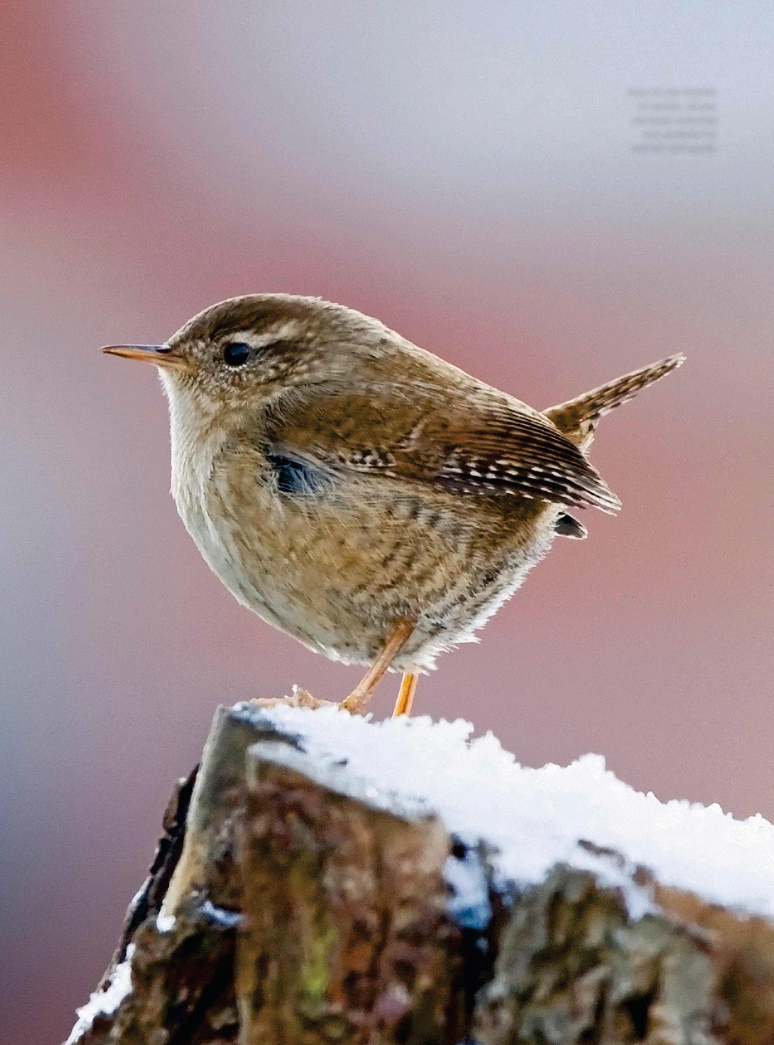 Winter wildlife watching