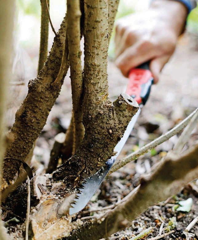Prune out the oldest stems of forsythia