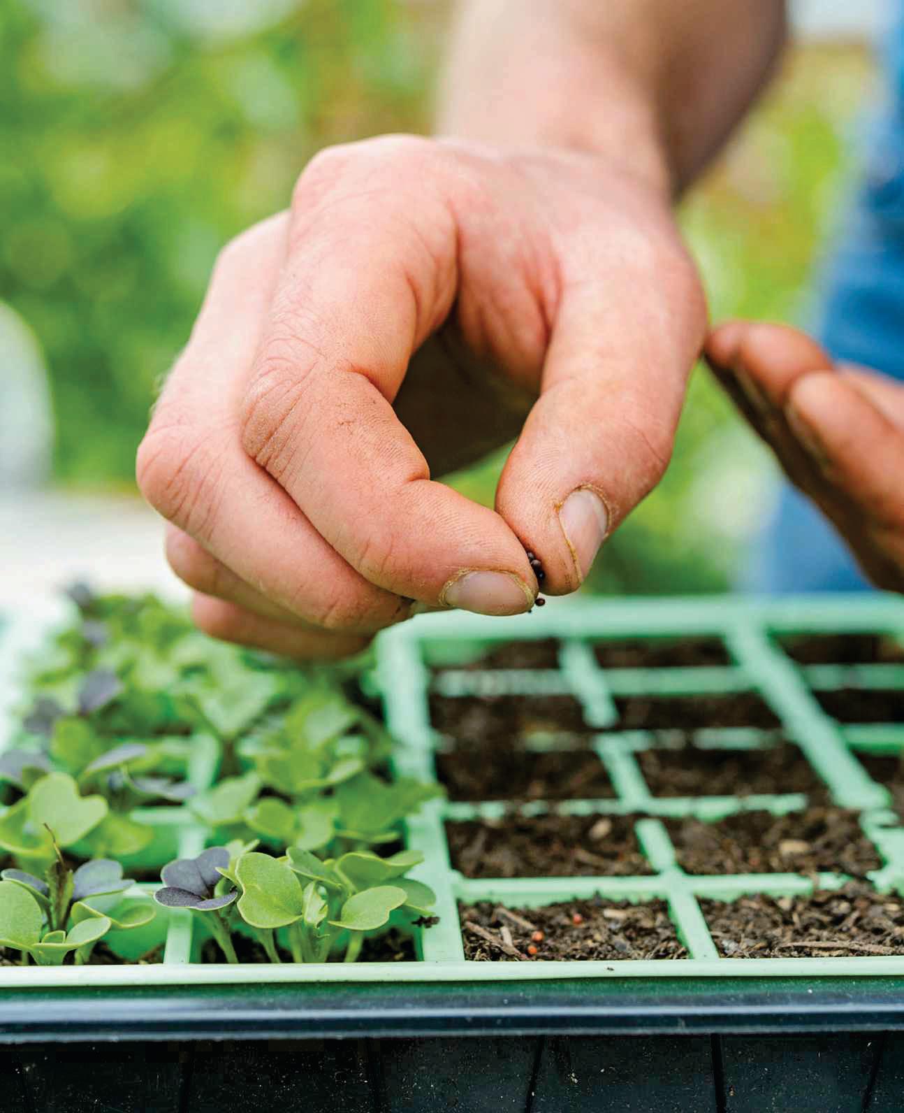 Sow more follow-on salads