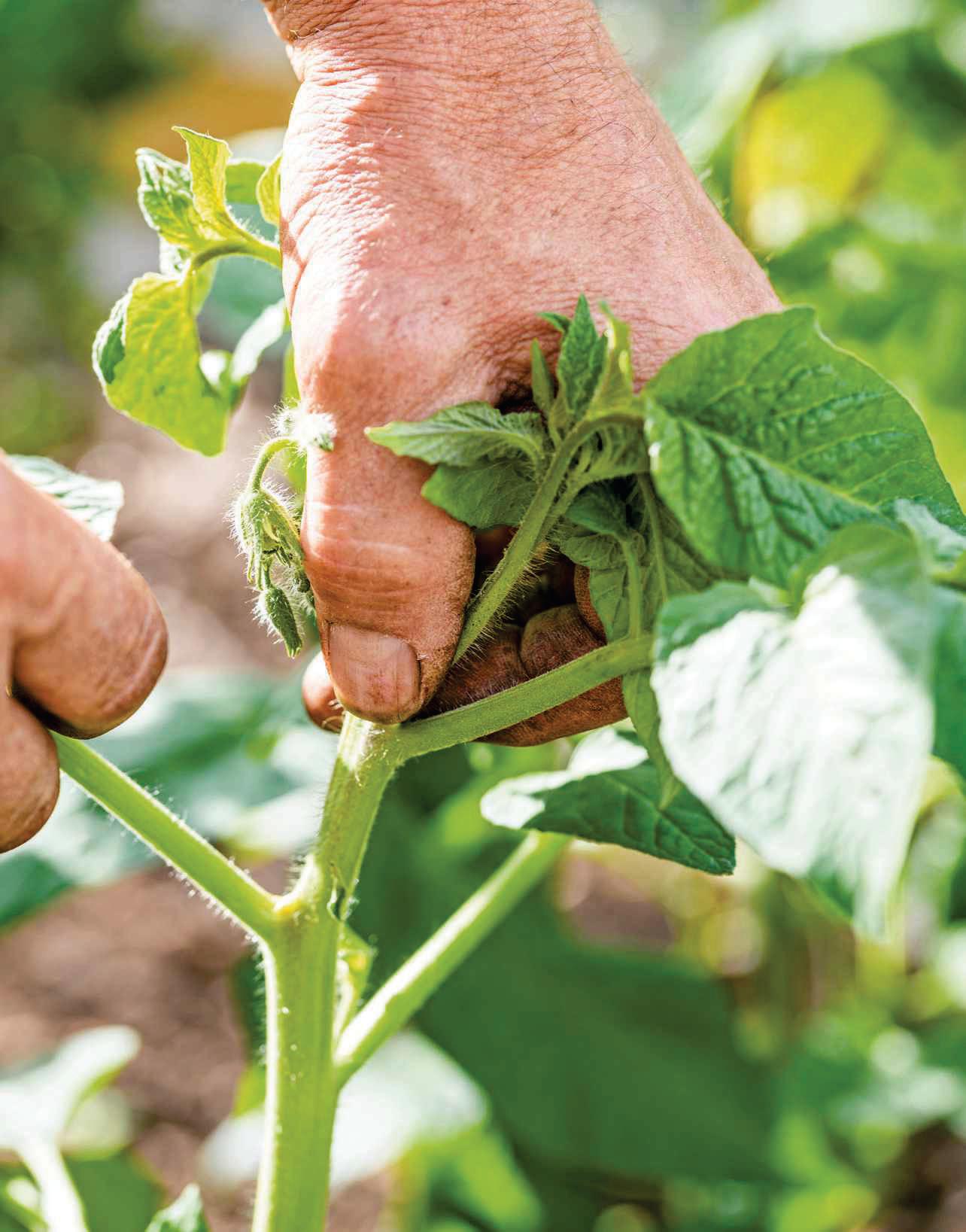 Pinch out side shoots of cordon tomatoes