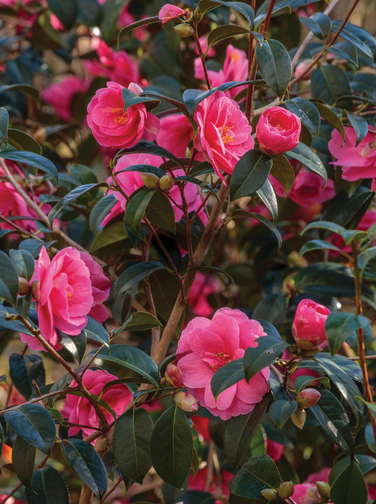 Bright blooms