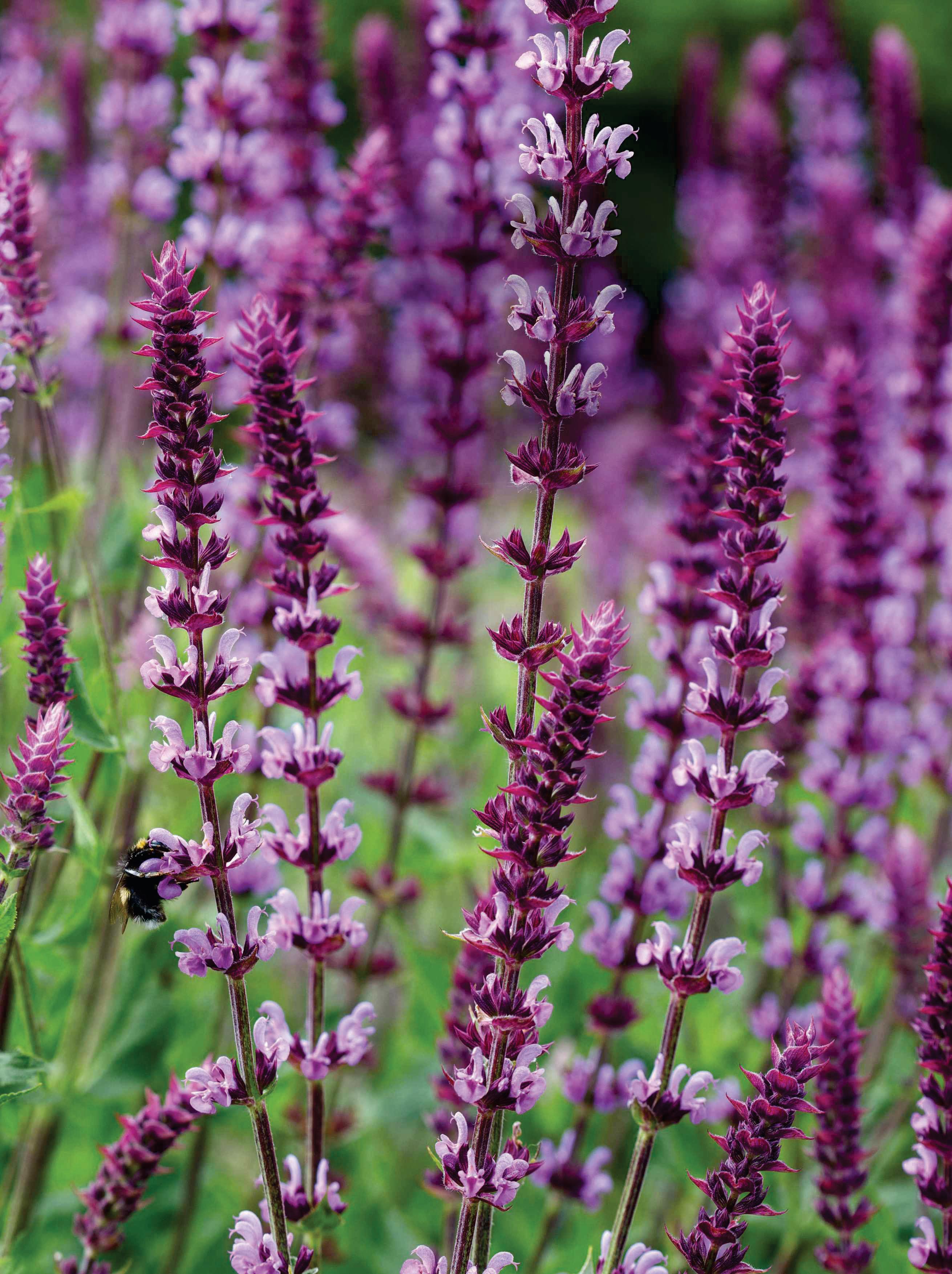 HARDY SALVIAS