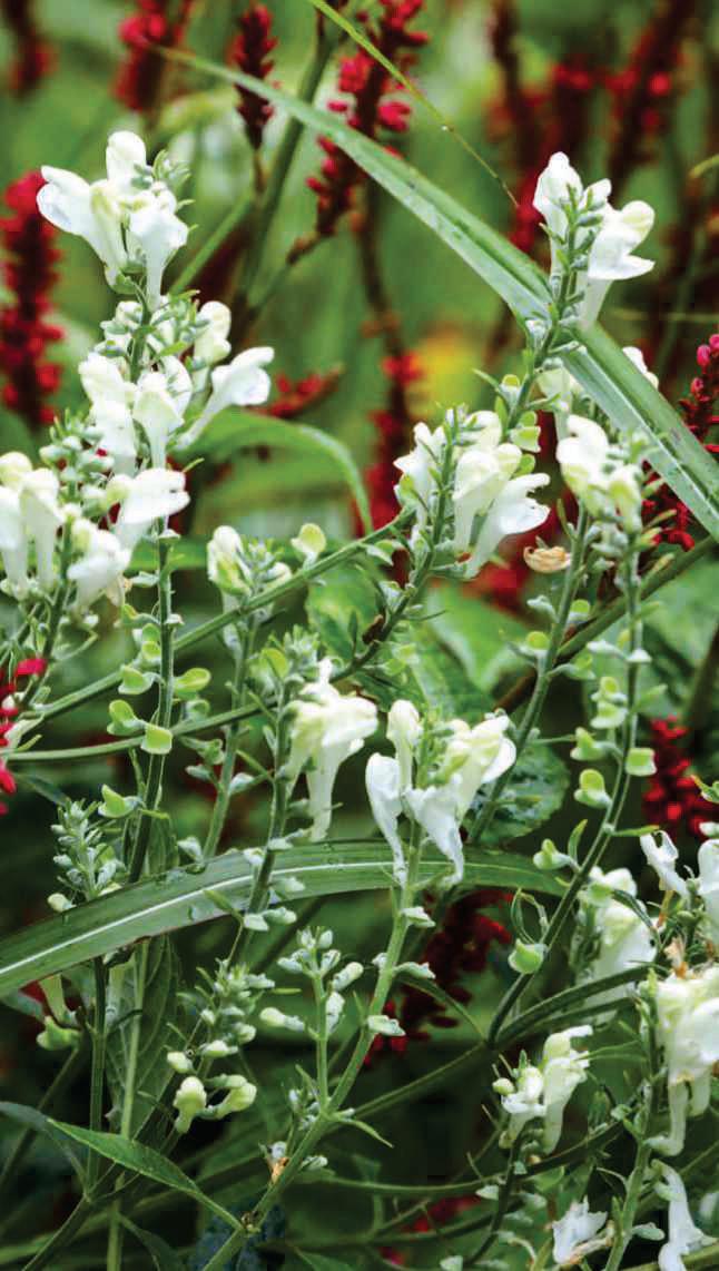 An unusually robust form of this salvia species; it rises to Im in height, and becomes a natural focus of attention when in flower