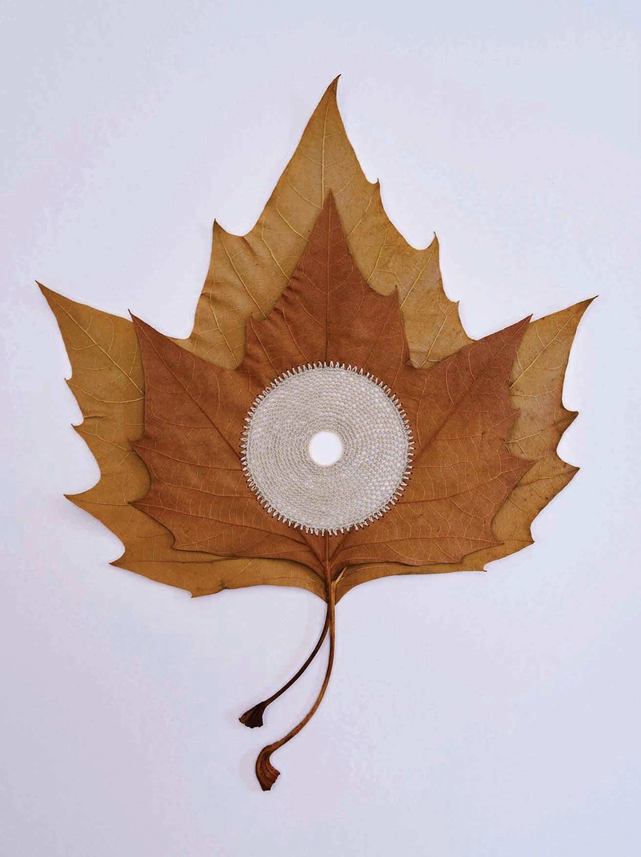 Fallen leaves