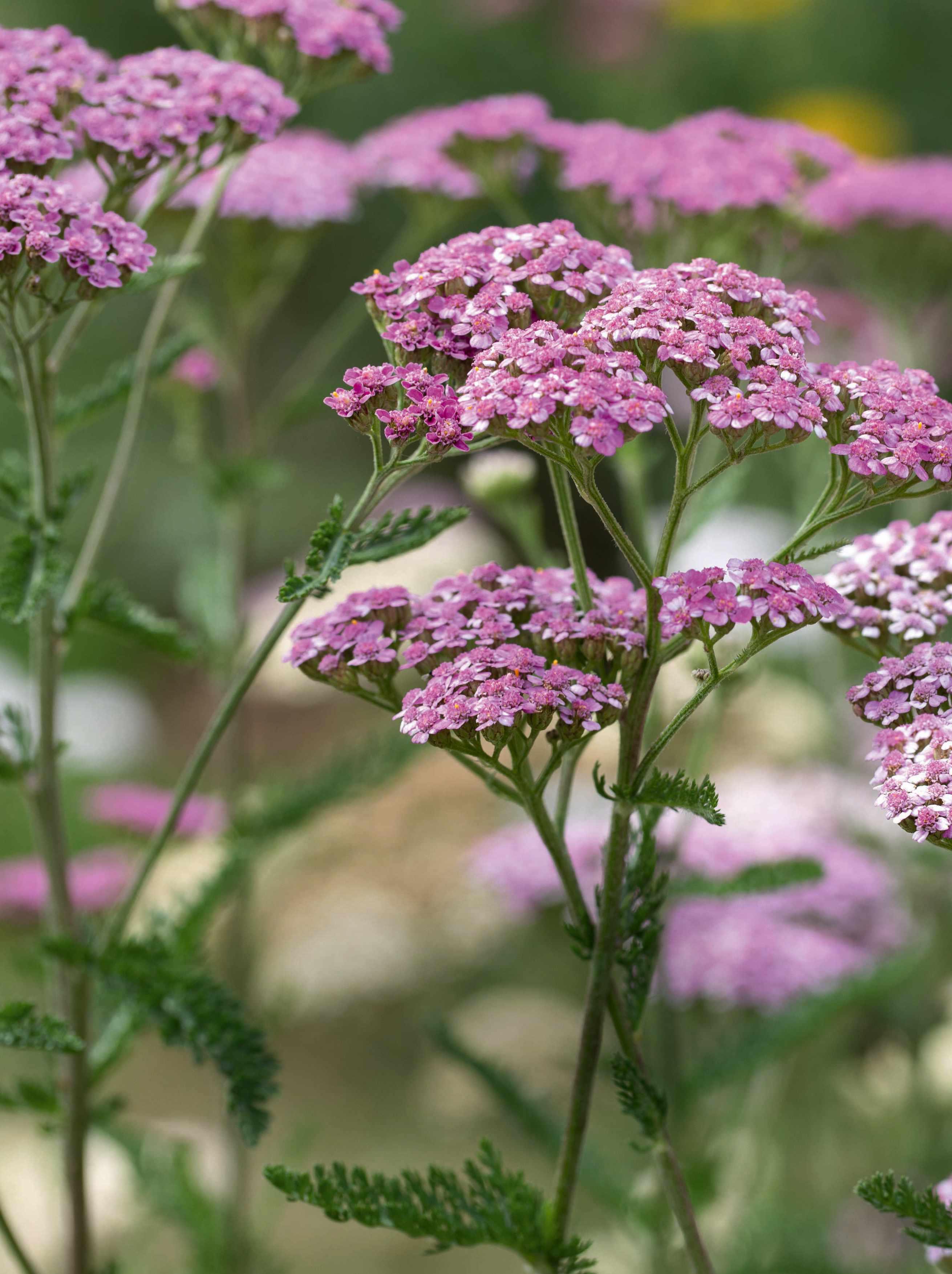 ACHILLEA