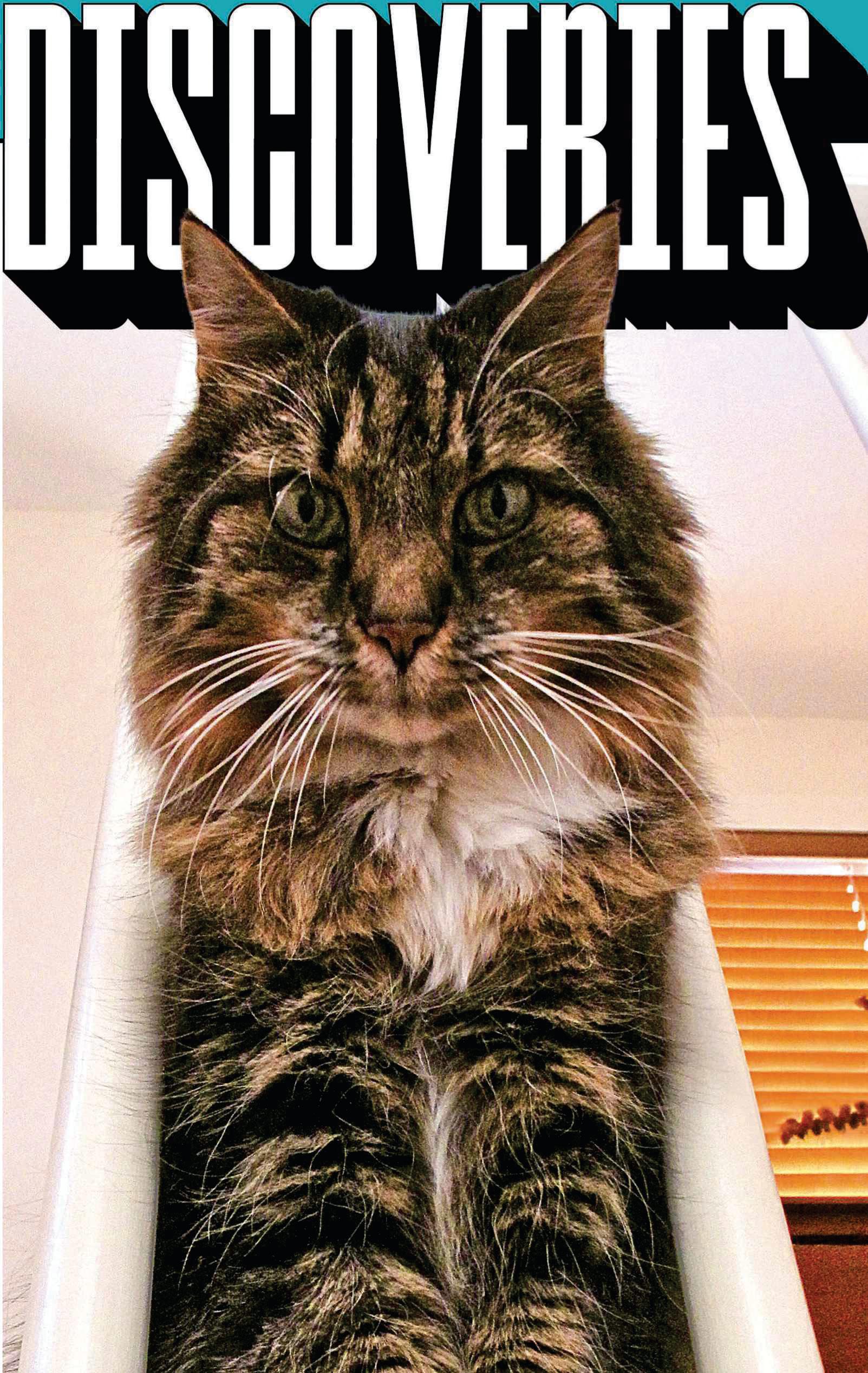 Cats get dementia too. And it could help us find a treatment