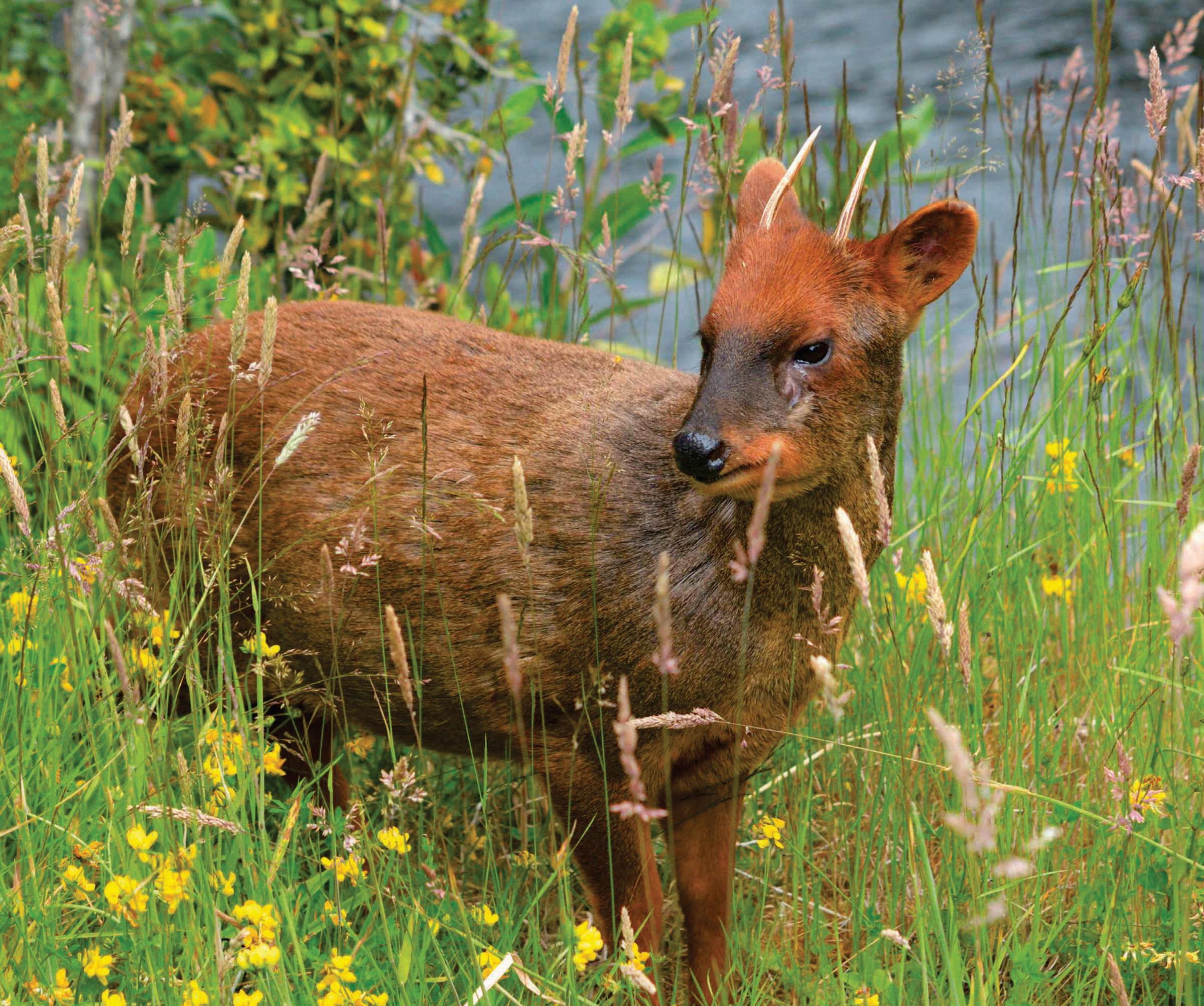 THE PUDU
