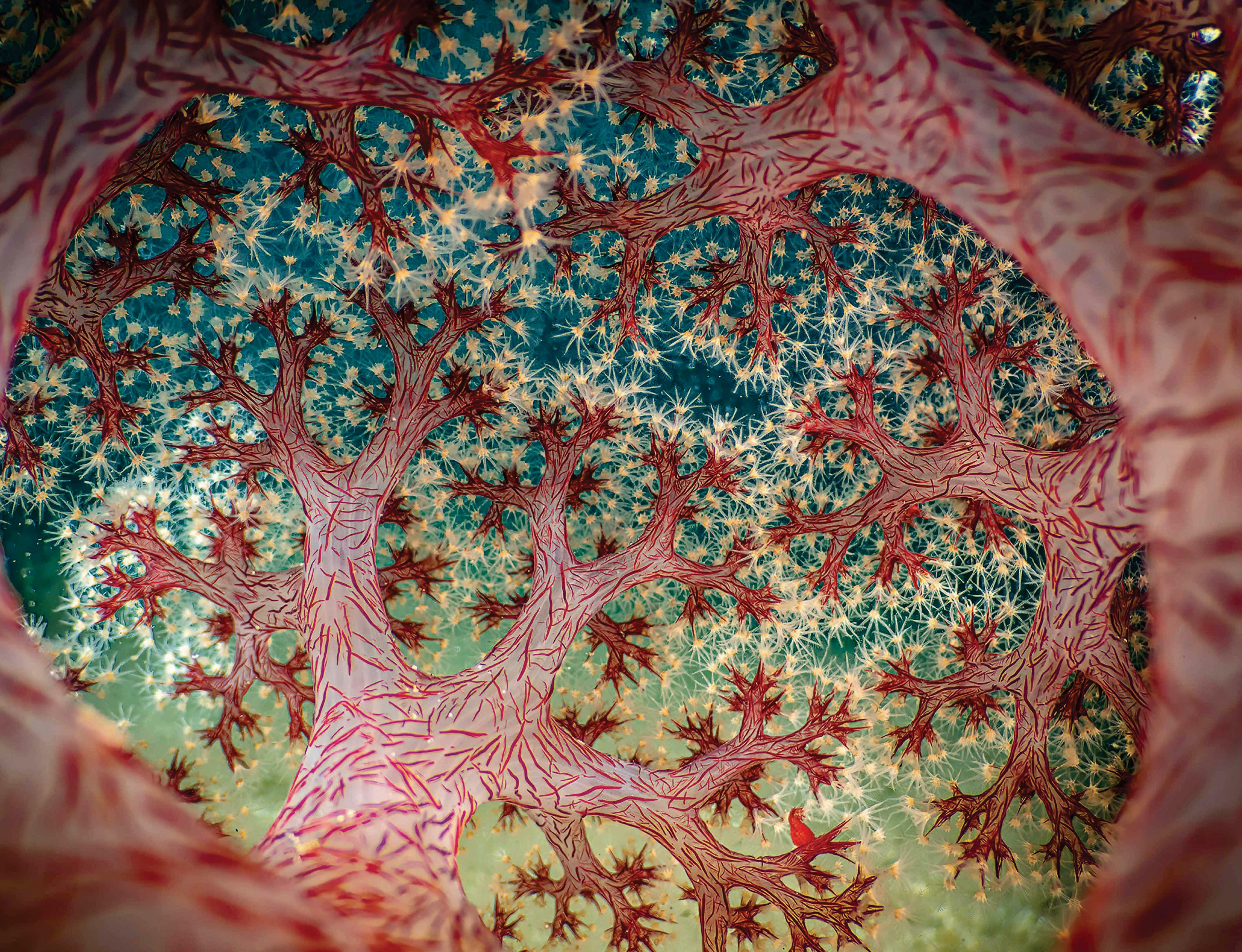 Can't see the coral for the trees