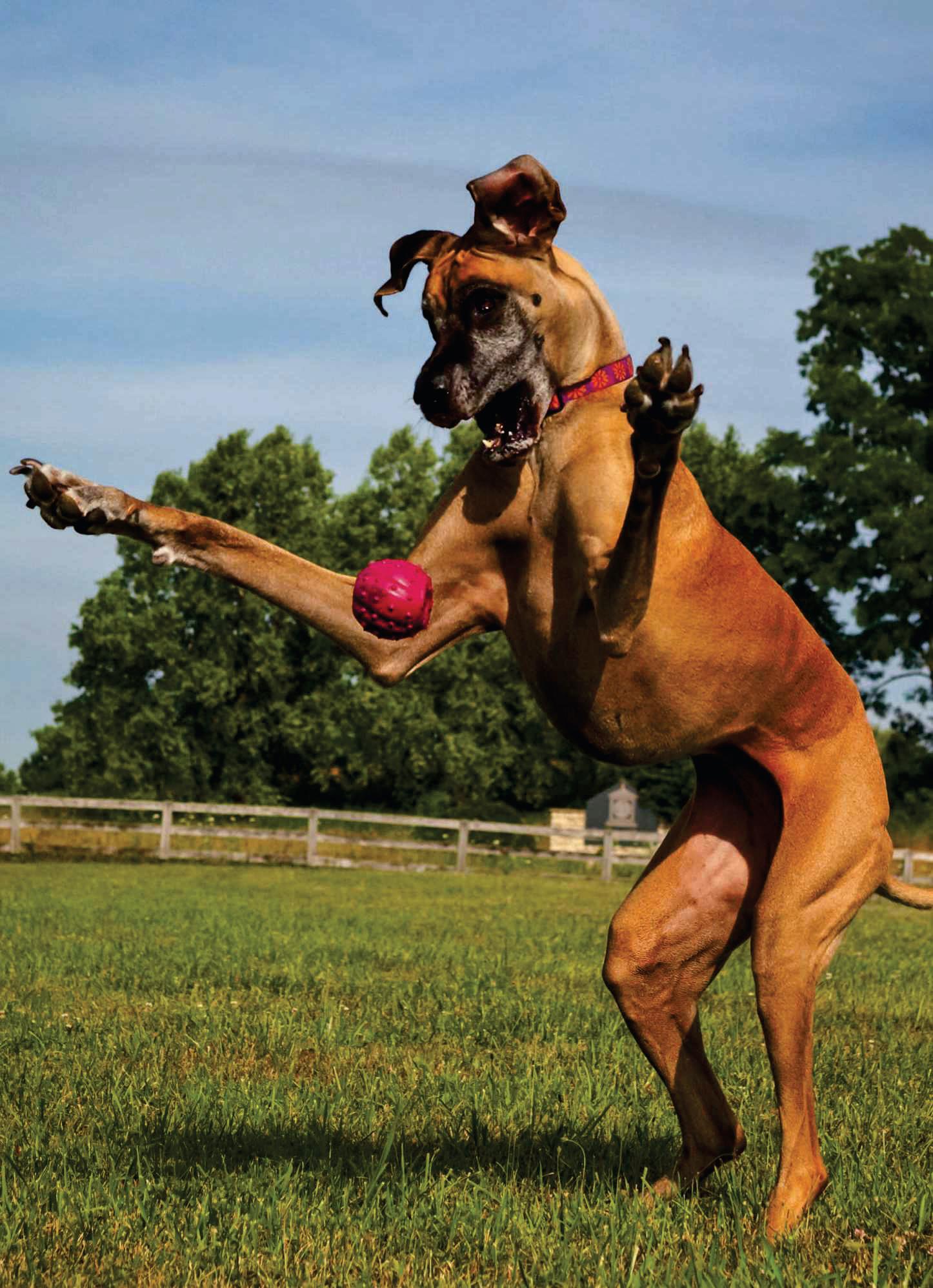 Your dog really could be addicted to their ball, says new study