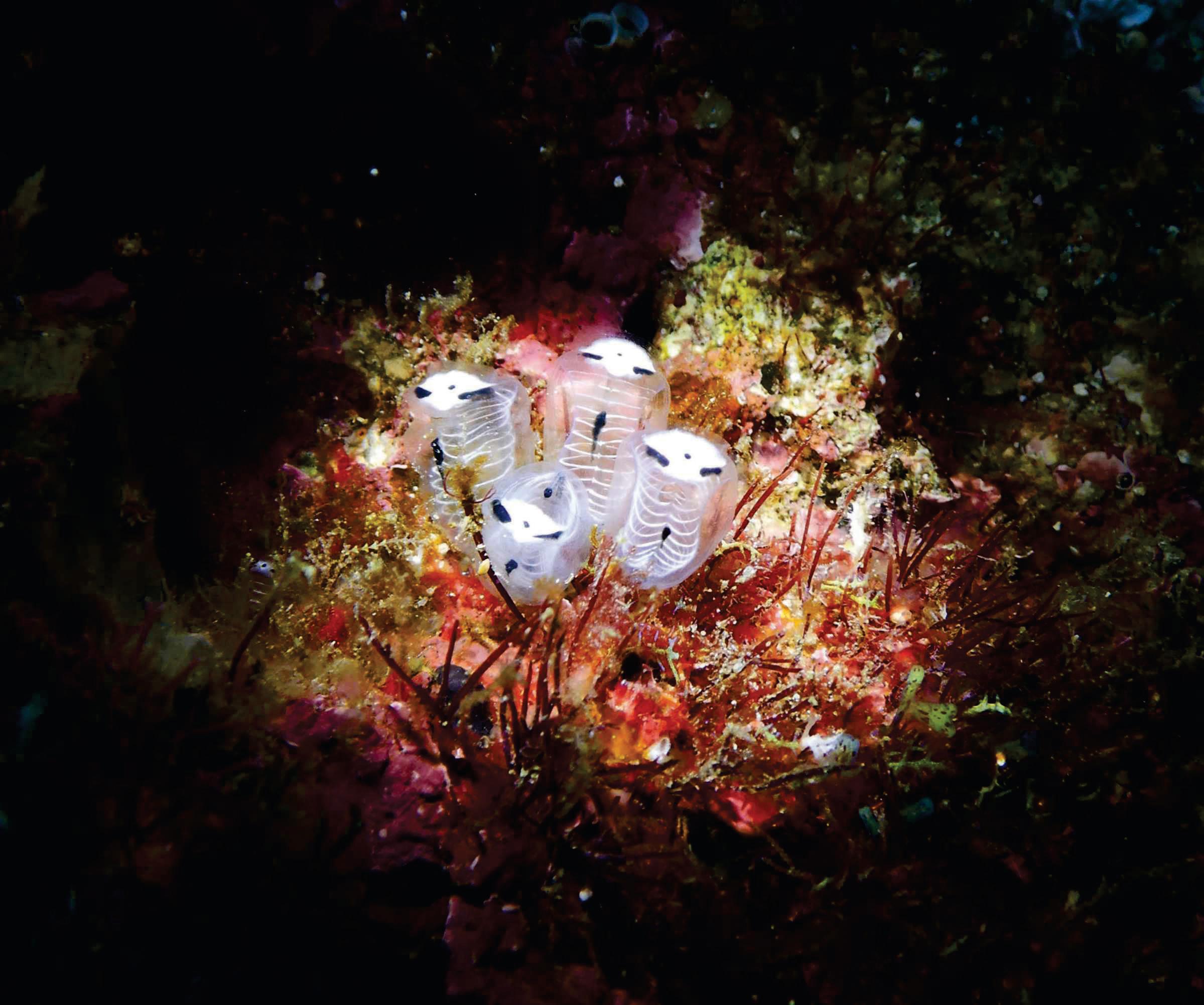 THE SKELETON PANDA SEA SQUIRT