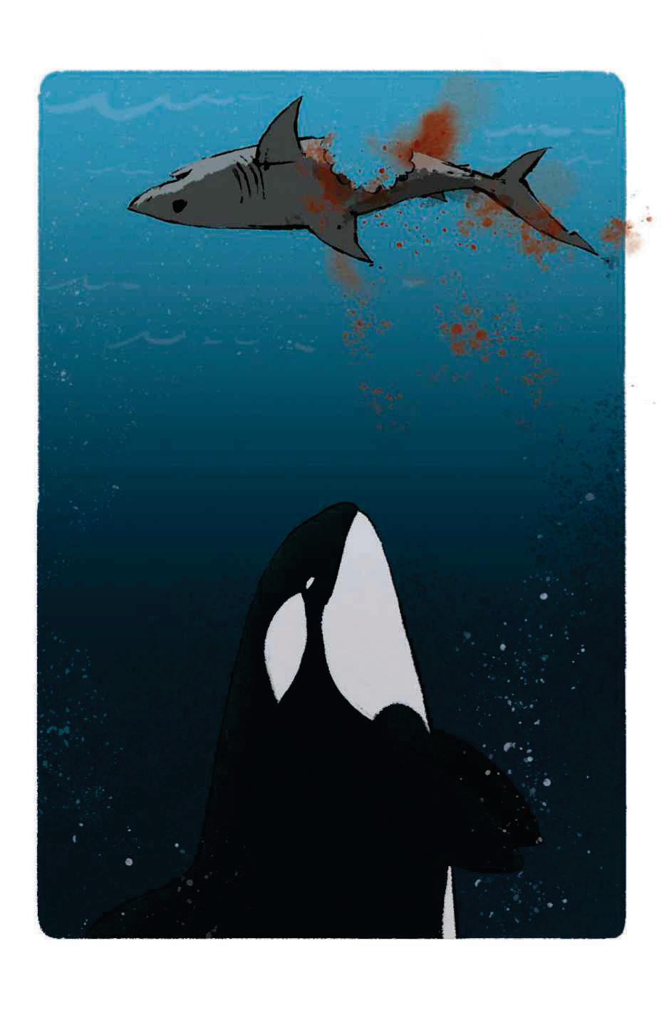 Orcas have devised a disturbing way to kill great white sharks