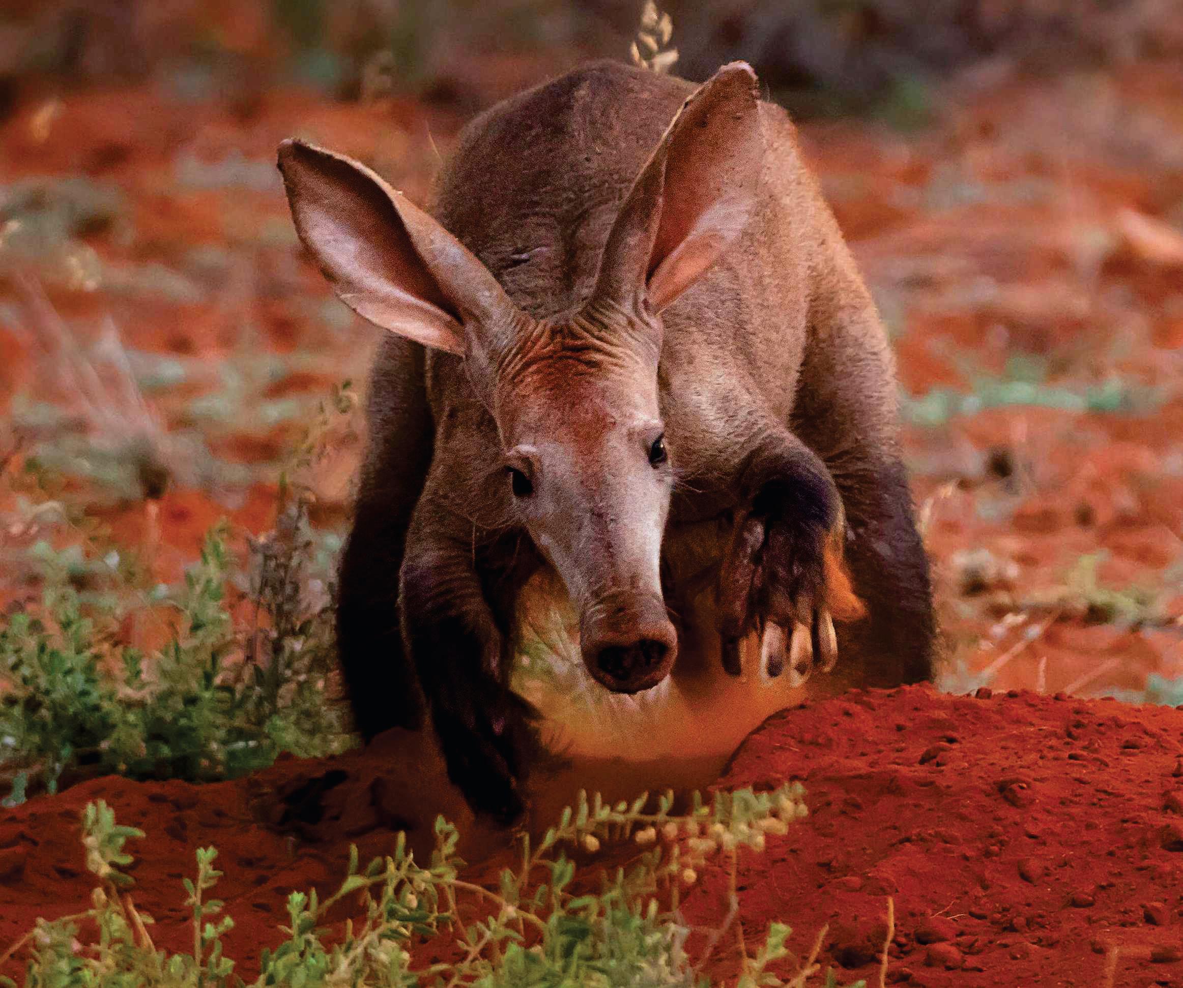 THE AARDVARK