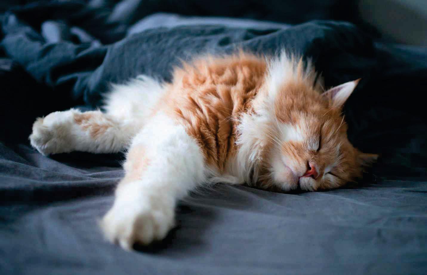 WHY DO CATS PREFER TO SLEEP ON THEIR LEFT?