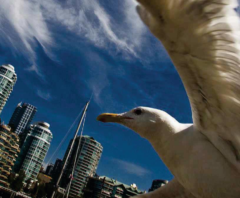 HOW MANY BIRDS FLY INTO BUILDINGS?