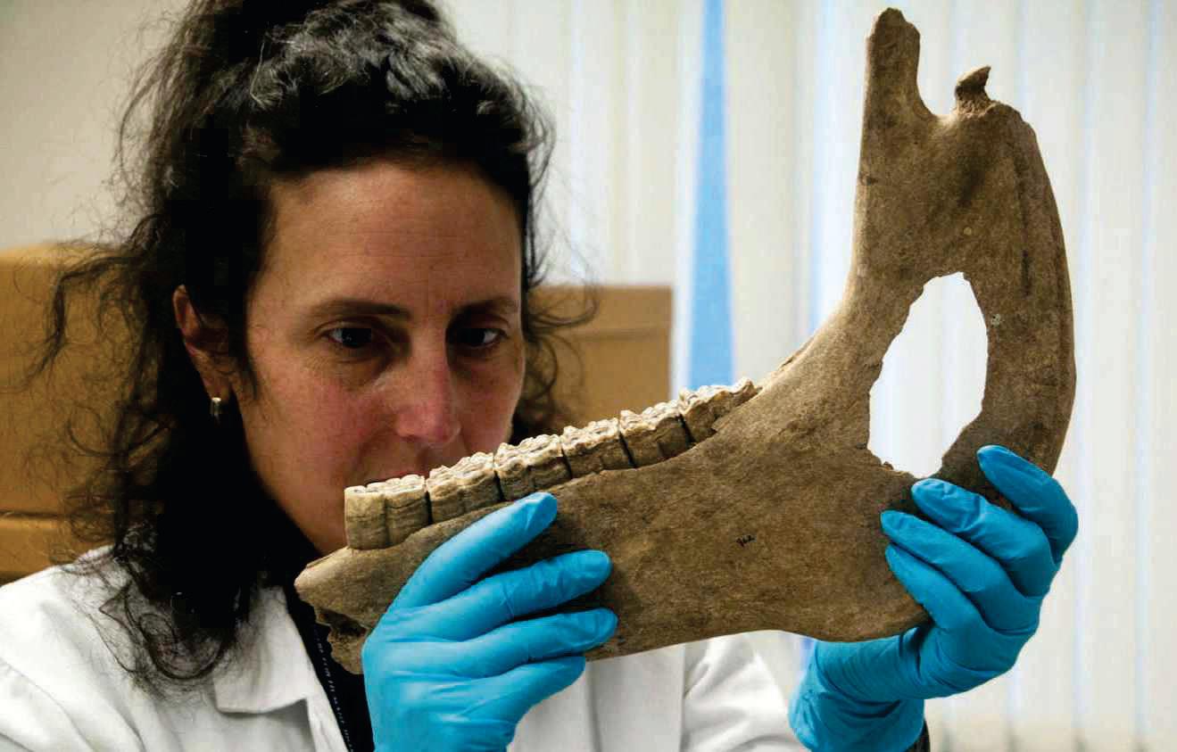 HOW BIG WERE MEDIEVAL WAR HORSES?